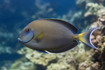 Acanthurus Fowleri Fowler -chirurg vis