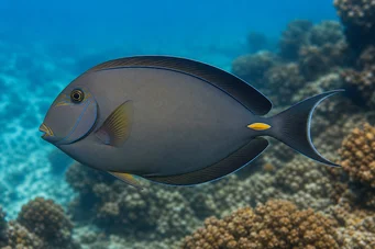 Acanthurus Mata Wittechirurg