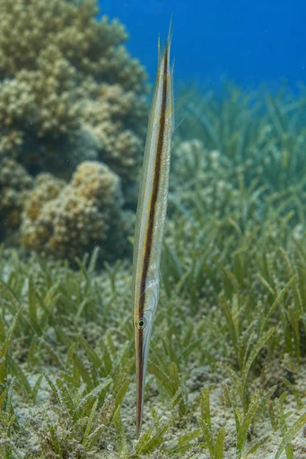 Aeoliscus strigatus Scheerappvis