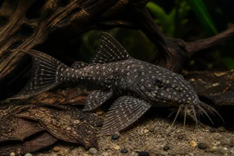 Agamyxis pectinifrons Peige meerval