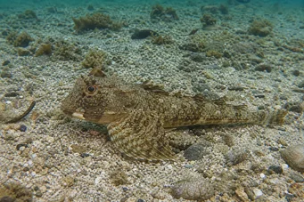 Agonus decagonus