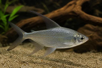Alestes longipinnis Characin met lange vinnen
