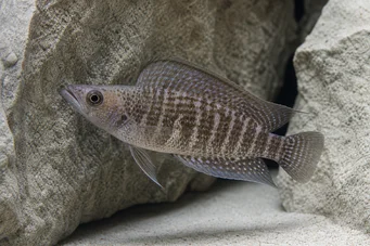 Altolamprologus compressiceps