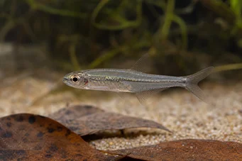 Ammocryptocharax minutus Characin-fluche minuut