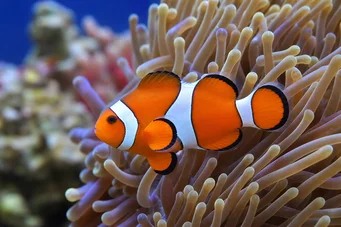 Amphiprion ocellaris