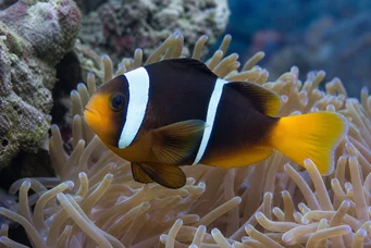Amphiprion sebae