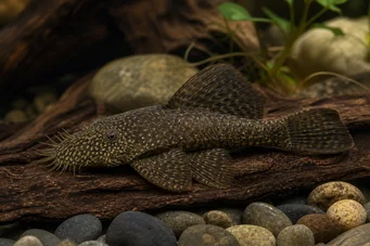 Ancistrus hyplogenys Zwarte Ancistrus