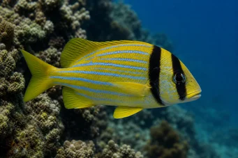 Anisotremus virginicus Varkensvlees
