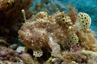 Antennarius maculatus Fish-rapaud, visser of antennes