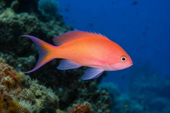 Anthias anthias Kapper
