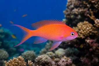 Anthias squamipinnis Rode kap