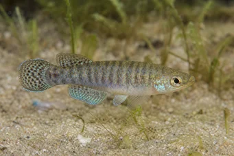 Aphanius dispar Aphanius verdwijnt