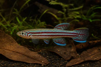 Aphyosemion bivittatum Afhyosemion bivittatum