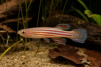 Aphyosemion striatum Gestreepte ashyo