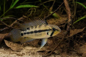 Apistogramma trifasciatum Drie -lijn dwerg cichlid
