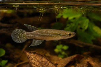 Aplocheilus dayi Groene panchax