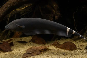 Apteronotus albifrons American Coup Fish - Ook wel Black PHA genoemd