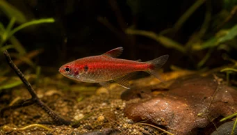 Axelrodia riesei Rode griesmeel Tetra