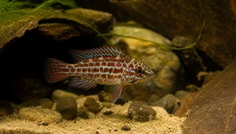Badis assamensis (Kameleon vis)