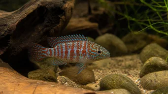 Badis badis Kameleon vis