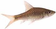 Barbus dorsalis Bebaarde dorsalis