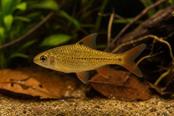 Barbus gelius (Bebaard)