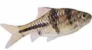 Barbus lateristriga Bebaard