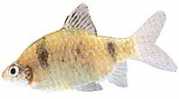 Barbus nigrofasciatus Bebaard