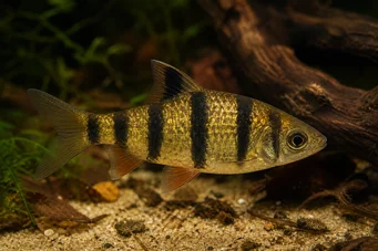 Barbus pentazona johorensis (Vijfband baard)