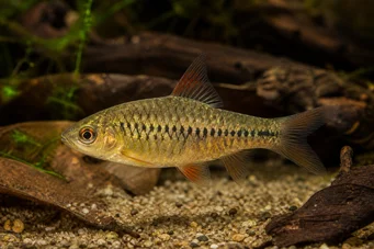 Barbus roloffi (Roloffi baard)