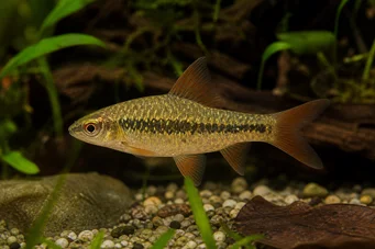 Barbus sachsi (Bebaard)