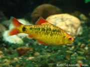 Barbus schuberti Schuberti baard