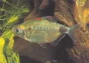 Bathyaethiops breuseghemi Afrikaanse tetra-maan