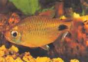 Bathyaethiops caudomaculatus Afrikaanse tetra-maan
