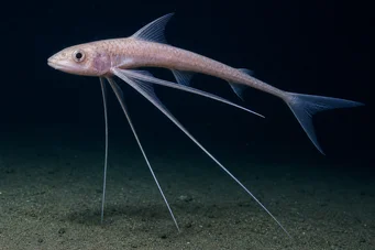 Bathyptérois bigelowis (Treped Fish)