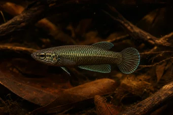 Betta bellica Vechter
