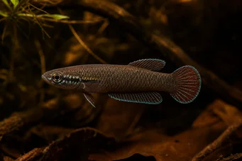 Betta foerschi 