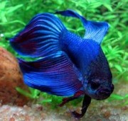 Betta splendens crownmoo... Vechter