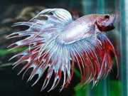 Betta splendens crowntai... Kroonstaartjager