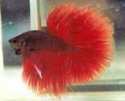 Betta splendens halfmoon Vechter