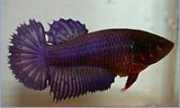 Betta splendens halfsun Vechter