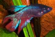 Betta splendens Vechter