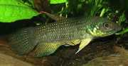 Betta trifasciata Vechter