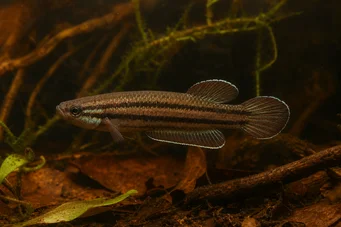 Betta trifasciata (Vechter)