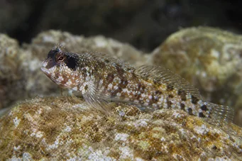 Blennius nigriceps (Zwart -hoofd)