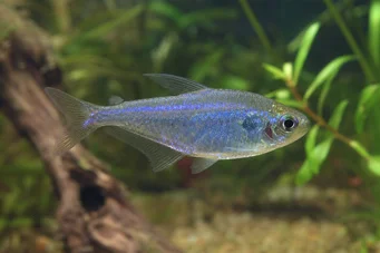 Boehlkea fredcochui