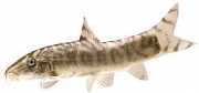 Botia lohachata Reticulated Loche