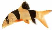 Botia macracantha Clown loche