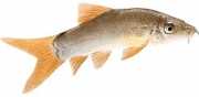 Botia modesta Groene loche