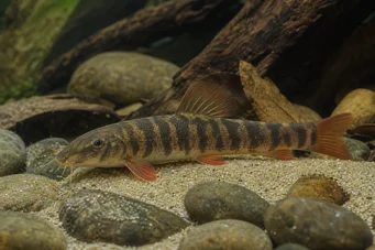Botia rubripinnis (Groene loche)